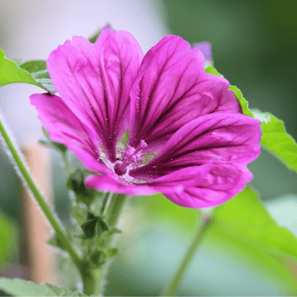 DEL PARQUE | Farmacia y Laboratorio - Malva