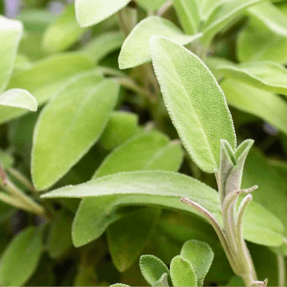 DEL PARQUE  Farmacia y Laboratorio - Salvia blanca